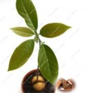 Rare Japanese Cinnamon Dwarf Tree Home Garden 3 Seed