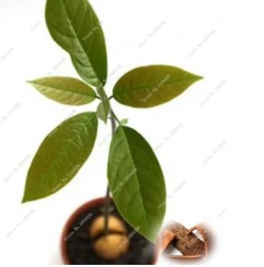Rare Japanese Cinnamon Dwarf Tree Home Garden 3 Seed