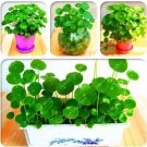Rare Hydrocotyle Verticillata Seed Penny Grass Plants Indoor Seed 100 Seeds