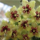 Rare Ball Orchid Flower Perennial Garden Plant Hoya Carnosa Flower 100 seeds