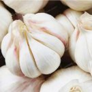 Rare Garlic Seed Rare Healthy Vegetable Seed Organic Green Plant 100 seeds