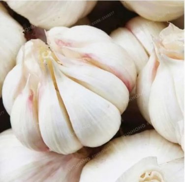 Rare Garlic Seed Rare Healthy Vegetable Seed Organic Green Plant 100 seeds