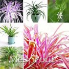 Rare Chlorophytum Absorb Formaldehyde Air Purification Plants 4 Kinds 100 Seeds