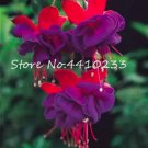 Rare Fuchsia 100 Seeds, Lantern Flower Indoor Balcony, Red Purple Flowers