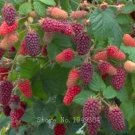 Rare Raspberry fruit plants Scottish Cross Tayberry Raspberry Heirloom 100 Seeds