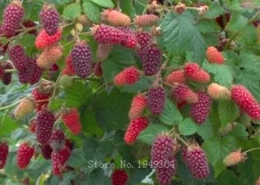 Rare Raspberry fruit plants Scottish Cross Tayberry Raspberry Heirloom 100 Seeds