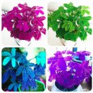 Rare Mimosa Pudica Linn Foliage Mimosa Pudica Sensitive 30 Seed