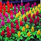 Rare Cockscomb, Celosia Cristata Beautiful Flower 500 Seed