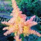 Rare Astilbe Chinensis Pumila Flowers Perennial Plants 100 seeds