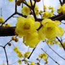 Rare Wintersweet Chimonanthus Fragrans praecox Deciduous Shrub 20 Seeds