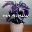 Rare Calathea Seed Foliage Plant Seed Pot Variety Complete 100 Seeds