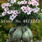 Rare Adenium Obesum Seed, Light Pink Flowers with Red Centre Compact