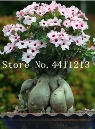 Rare Adenium Obesum Seed, Light Pink Flowers with Red Centre Compact