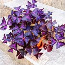 Rare Oxalis Wood Sorrel Flower Oxalis Purple Shamrock Clover 100% Real Flower 100 seeds