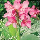 Rare Colour Canna Lily Seed Plant Beautiful 10 Seed