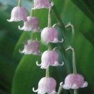 Rare Lily of The Valley flower bulb, bell orchid, rich aroma, 1 flower bulbs