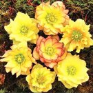 Rare Helleborus Seed Winter Rose Flower Grow in Winter Rare Flower 100 Seed
