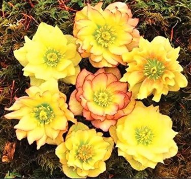 Rare Helleborus Seed Winter Rose Flower Grow in Winter Rare Flower 100 Seed
