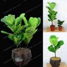 Rare Ficus Pandurata Seed Potted Seed Flower 5 Seed