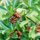 Rare Star Anise Tree plants Illicium Verum Rare vegetable 20 Seeds
