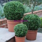 Rare Buxus sinica, Chinese Boxwood Seed - Home Garden 50 Seed