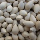 Rare Ginkgo Seed Plant Rare Chinese Herb Zhong zi 50 seeds