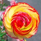 Rare Persian Buttercup Garden Seeds, Double Colorful Flowers 200 Seeds