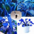 Rare Blue Dionaea Muscipula Giant Clip Venus Flytrap Seed Plants Flower Seed 100 Seed