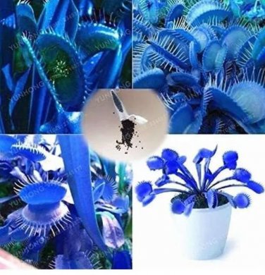 Rare Blue Dionaea Muscipula Giant Clip Venus Flytrap Seed Plants Flower Seed 100 Seed