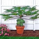 Rare Dwarf hovey Papaya Seed Organic fruit tree 30 seeds