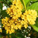 Rare Osmanthus Fragrans Seed Charming and Fragrant Sweet Olive Tree 20 Seeds