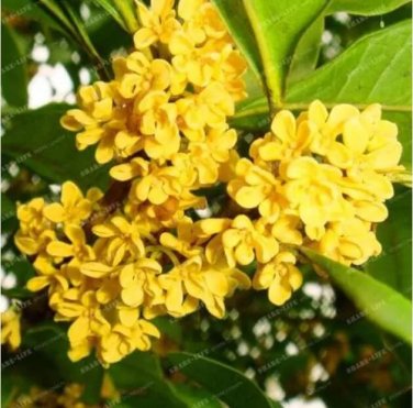 Rare Osmanthus Fragrans Seed Charming and Fragrant Sweet Olive Tree 20 Seeds