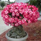 Rare Desert Rose 1 Seed, Compact Single Flowers (Rose Red amd White Colors)