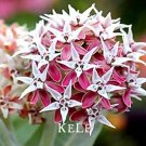 Rare Showy Milkweed, Asclepias speciosa Plantas, Beautiful Seed 100 Seed