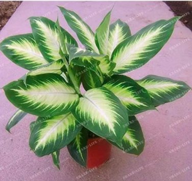 Rare Aglaonema Spp High Humidity Easy Grow Office Desk 100 Seed
