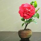 Rare Mini Rose Seed Miniature Rose Seed A Little Cute Plants 100 seeds