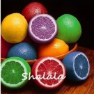 Rare Rainbow Lemon Seed Dwarf Lime Tea Fruit plants Citrus Limon Tree 50 pcs