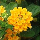 Rare Lantana Camara plant Rare Perennial Gorgeous Flower plant 50 Seed