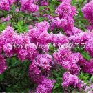 Rare Climbing Outdoor Hydrangea Flower Seed 50 pcs