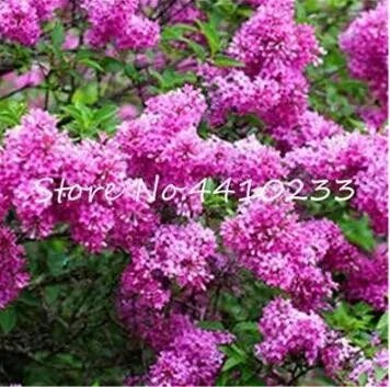 Rare Climbing Outdoor Hydrangea Flower Seed 50 pcs