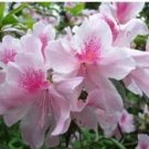 Rare Azalea Seed, potted Seeds, flower Seeds, variety complete 100 pcs