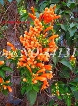 Rare Exotic Honeysuckle Fragrant Climbing Lonicera Japonica 100 pcs