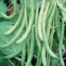 Rare Bean Seed, Burpee Stringless Green Bush Bean 50 Seeds