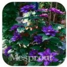 Rare Vine Clematis Potted Clematis Garden Flowers The Clematis Bulbs 100 Seed