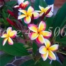 Rare Hawaiian Plumeria Seed Frangipani Lei Flower 50 seeds