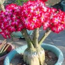 Rare Desert Rose 5 Seeds, Rose Red Compact Flowers with White Centre