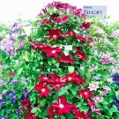Rare Climbing Clematis 100 Seed Flowers Clematis Vine  Seed