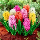 Rare Hyacinthus Plants Perennial Rare Hyacinth Potted 100 Seed