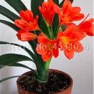 Rare Clivia 200 Seed Flower Plants