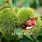 Rare Chestnut nut 5 Seed Plant Fruit Tree Easy Grow